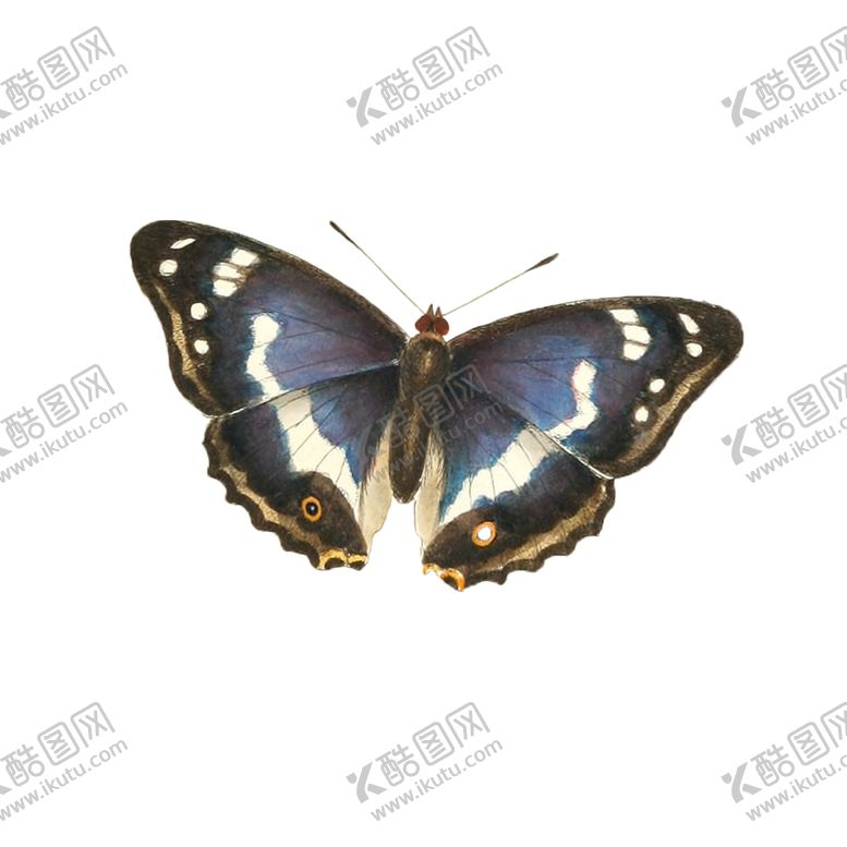 编号：34043504280958286330【酷图网】源文件下载-蝴蝶透明PNG免扣