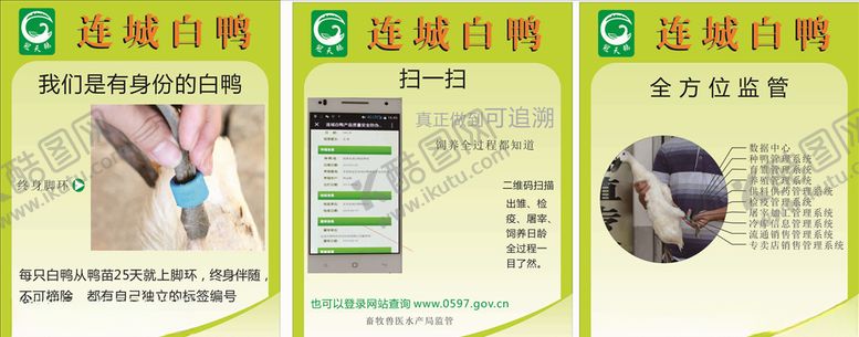 编号：36047709260748001919【酷图网】源文件下载-白鸭展板