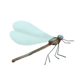 蜻蜓工笔画矢量原画生物