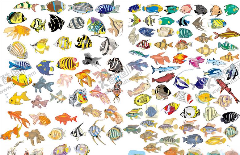 编号：93239809210226273421【酷图网】源文件下载-海洋鱼类大全