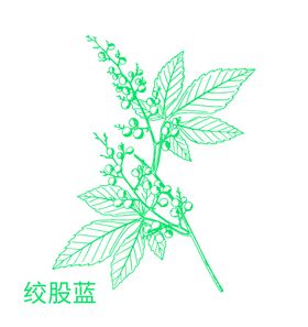 植物 草本 矢量图 中药