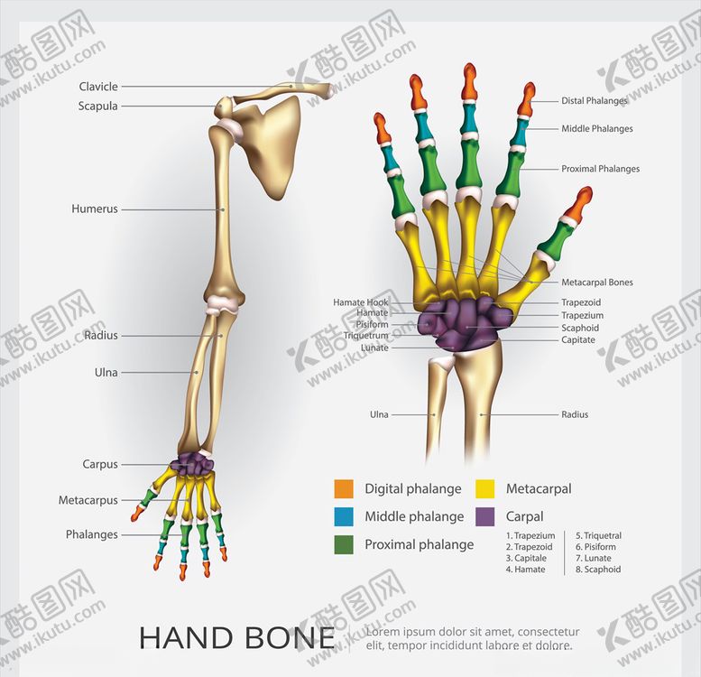 编号：57845510220009015520【酷图网】源文件下载-骨骼