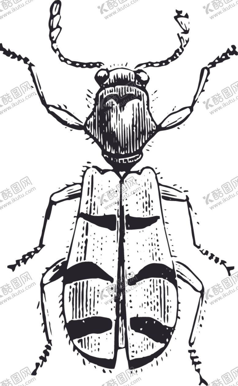 编号：73021709262030337585【酷图网】源文件下载-自然昆虫标本插画
