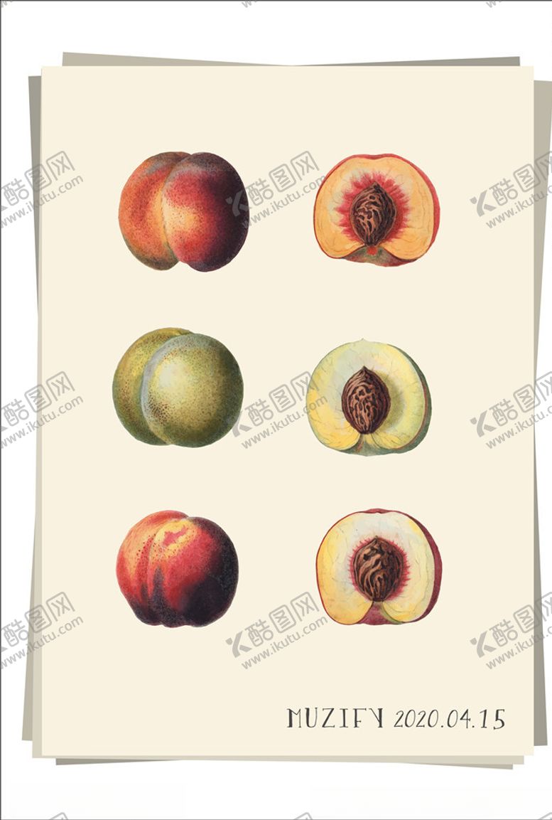 编号：87575610040808599708【酷图网】源文件下载-桃子果实水果图鉴