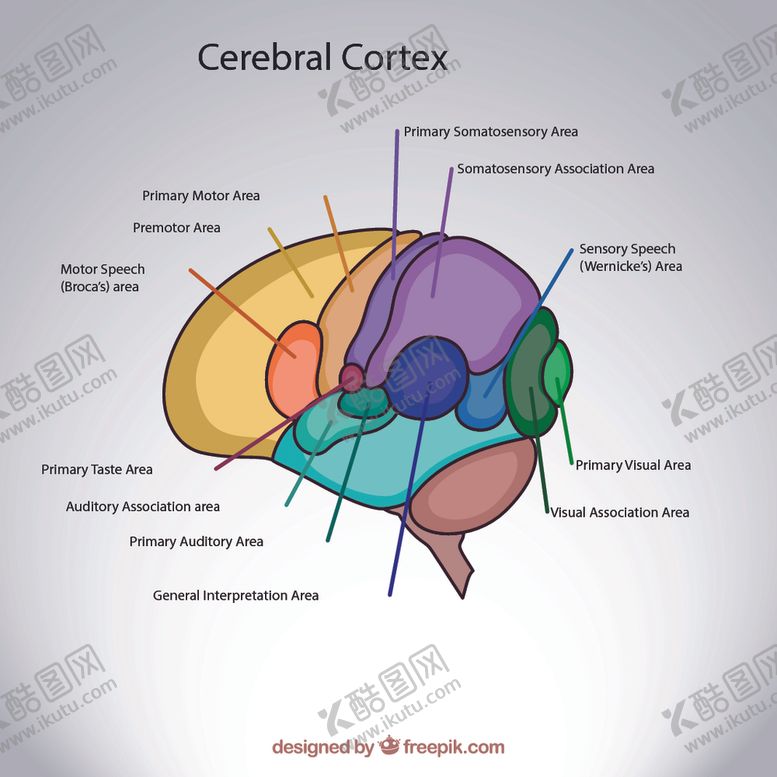 编号：13912309121041335743【酷图网】源文件下载-手绘大脑皮层