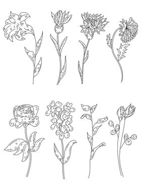 编号：94260509231842561426【酷图网】源文件下载-植物科普 大王花