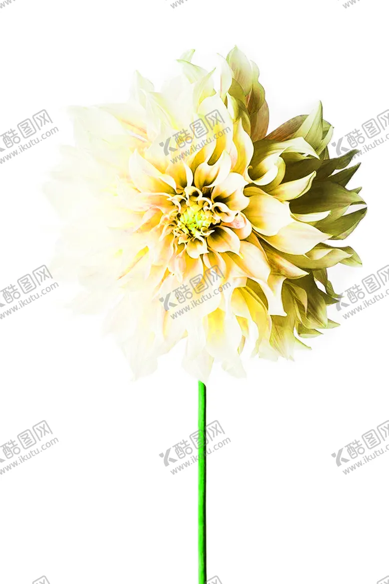 编号：21424906290931037081【酷图网】源文件下载-花素材
