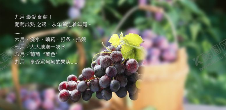 编号：99402406280403325804【酷图网】源文件下载-葡萄海报