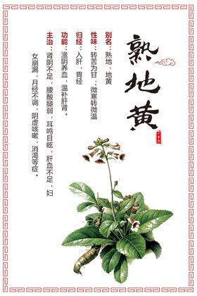 熟地黄草药