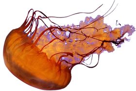 水母
