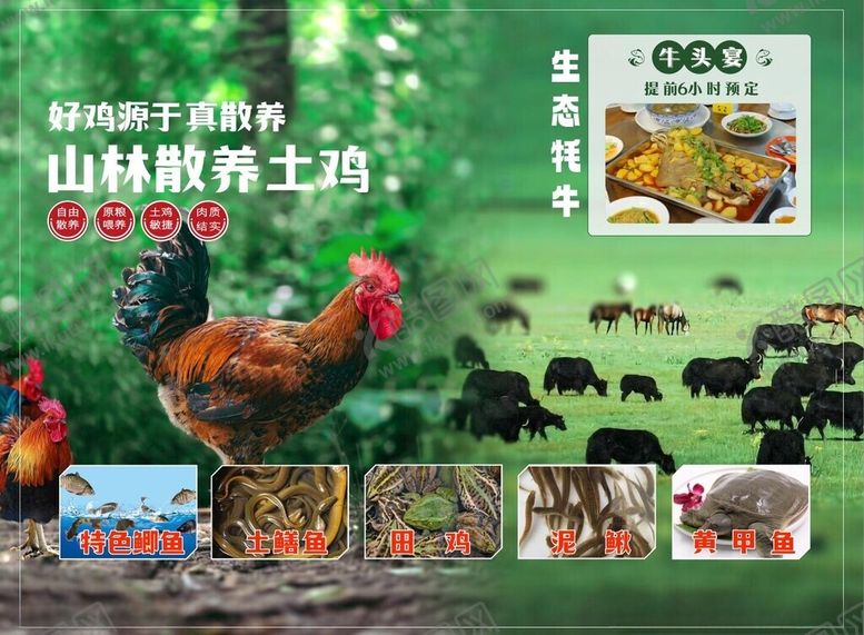 编号：97212701190022558104【酷图网】源文件下载-农家乐生态土鸡草原耗牛