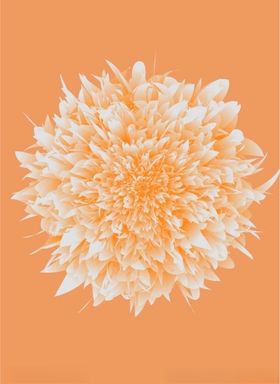 花花素材