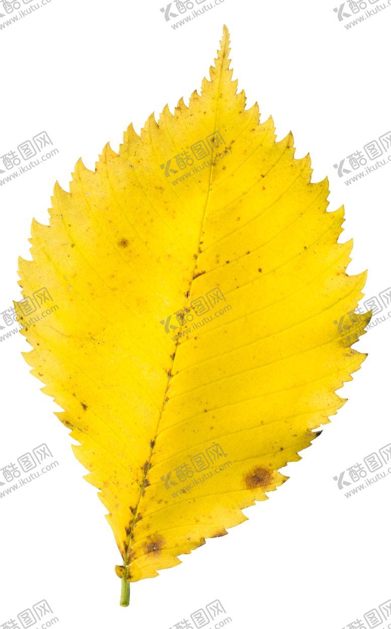 编号：66564510180008072789【酷图网】源文件下载-树叶