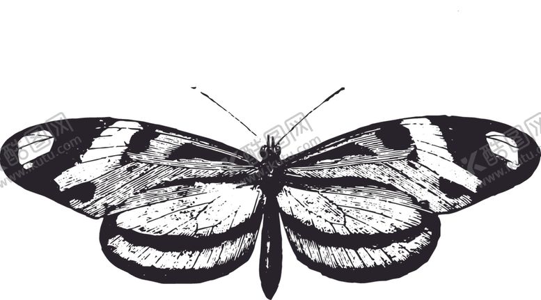编号：99147009140033262332【酷图网】源文件下载-自然昆虫蝴蝶标本插画