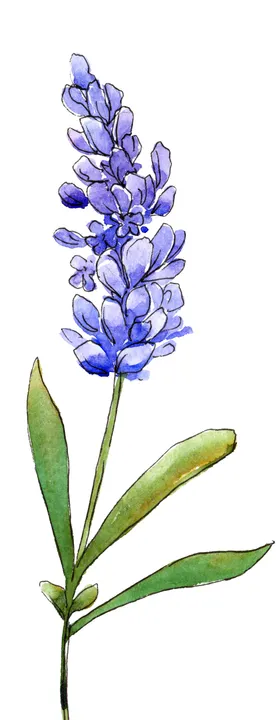 薰衣草
