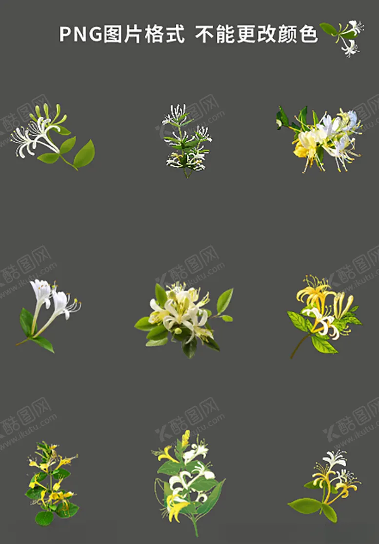 编号：25036204241924595194【酷图网】源文件下载-金银花素材