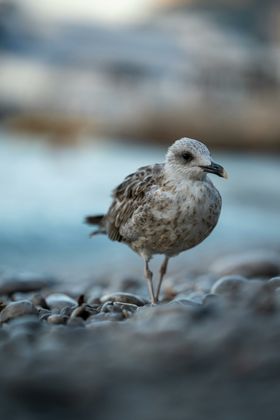 海鸥