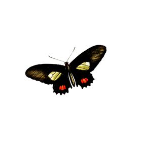 蝴蝶透明PNG免扣