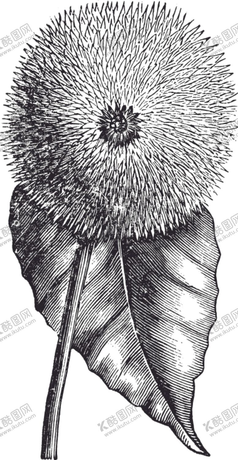 编号：76936110130618213345【酷图网】源文件下载-线描植物