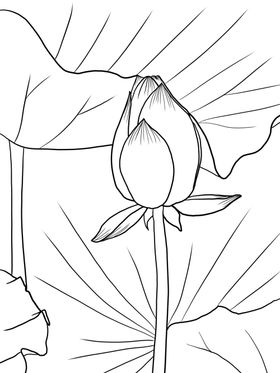 荷花