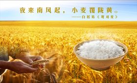 米饭小麦