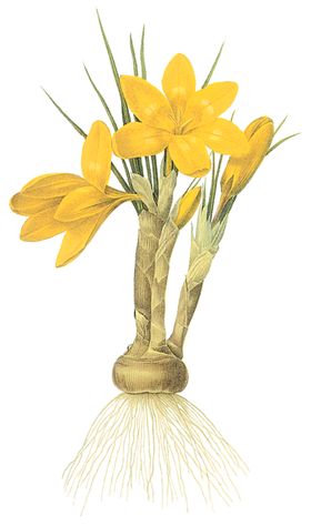植物花卉油画装饰画