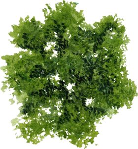 手绘植物