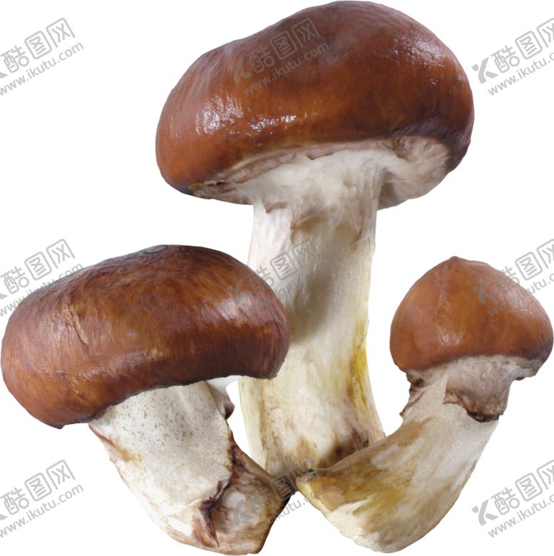 编号：71561205180437084851【酷图网】源文件下载-香菇