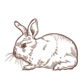 家养动物主题插画