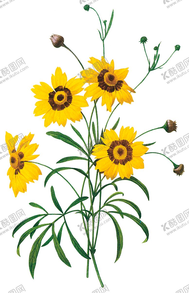 编号：39371909200209588054【酷图网】源文件下载-植物花卉油画装饰画