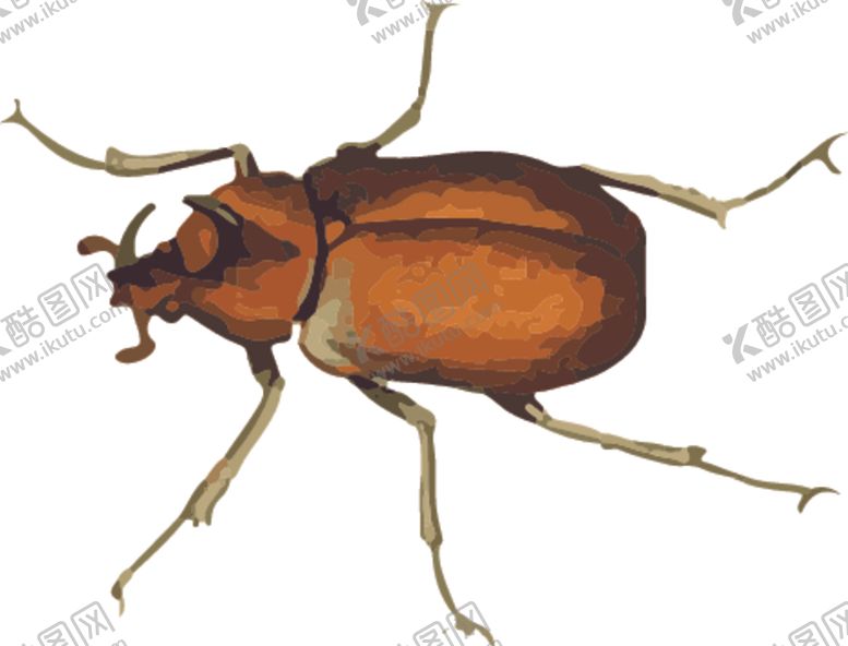 编号：27441309211332348020【酷图网】源文件下载-甲虫昆虫插画