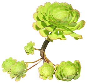 免扣花卉素材