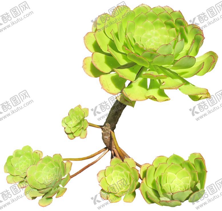 编号：45419109230340436033【酷图网】源文件下载-免扣花卉素材