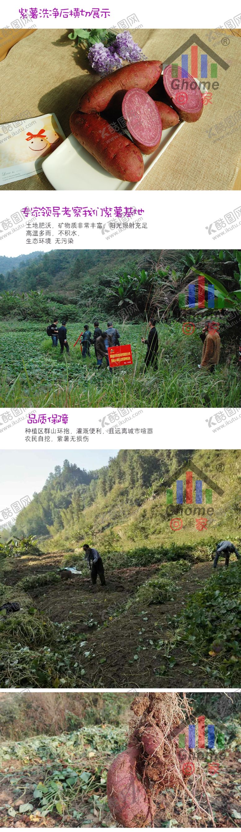 编号：91298305161411382031【酷图网】源文件下载-紫薯详情页介绍