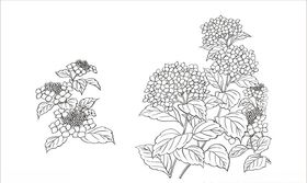 紫阳花