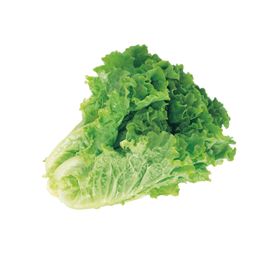 生菜