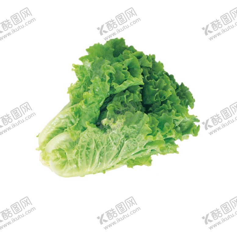 编号：41066410250257216145【酷图网】源文件下载-生菜