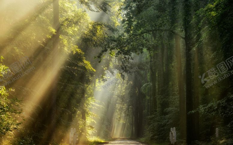 编号：87243010300448284237【酷图网】源文件下载-森林