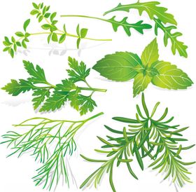中草药矢量图