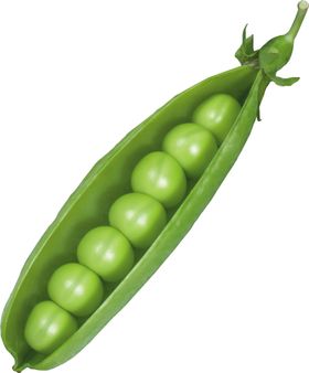 豌豆甜豆
