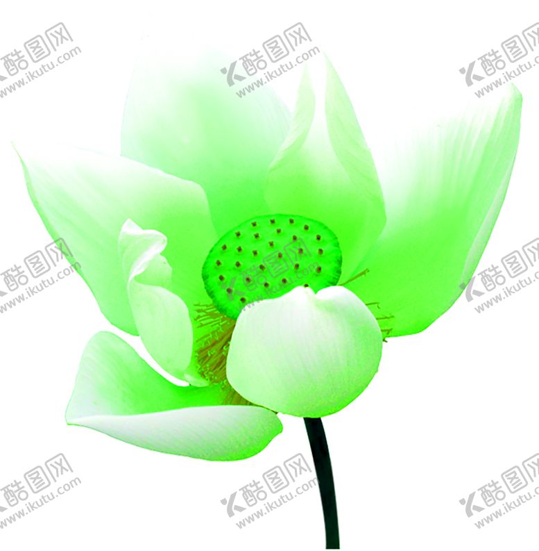 编号：14199406281810092932【酷图网】源文件下载-花素材