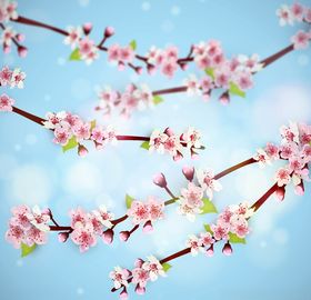 樱花