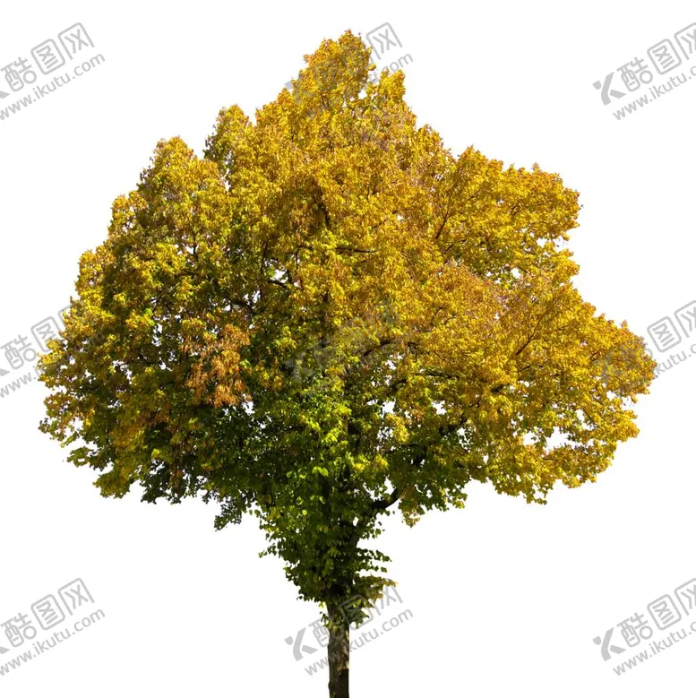 编号：82011011282021361342【酷图网】源文件下载-二球悬铃木