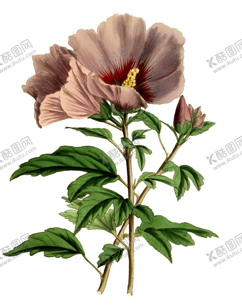 编号：44822809250910101747【酷图网】源文件下载-复古鲜花主题装饰图案