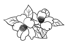 茶花