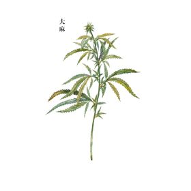 草本植物药材图片