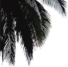 椰树前景树