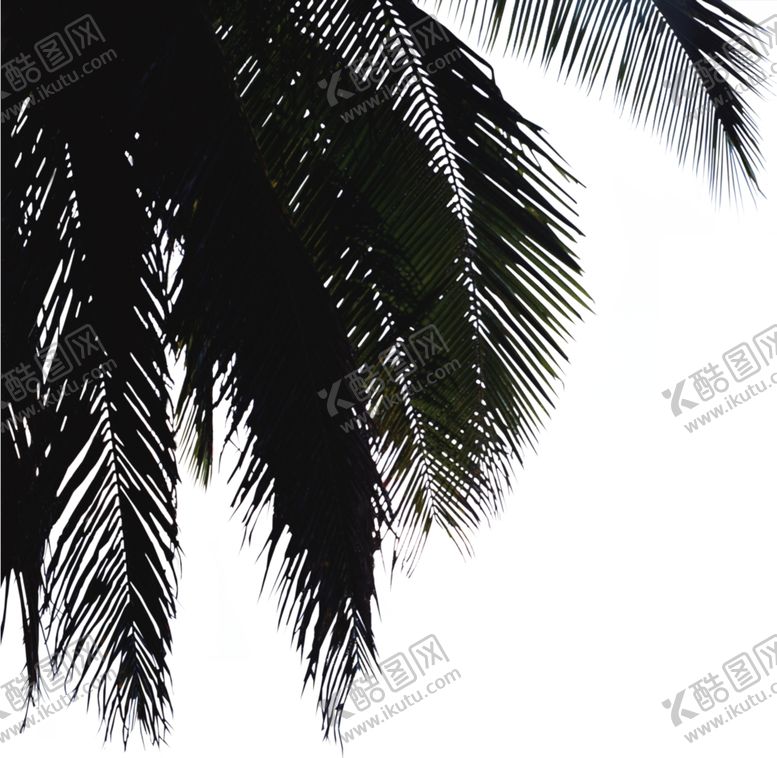 编号：12234009130709154377【酷图网】源文件下载-椰树前景树