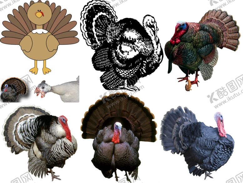 编号：11740109141036554290【酷图网】源文件下载-珠鸡png免扣高清素材