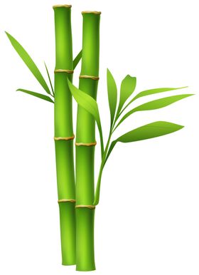 竹子竹叶